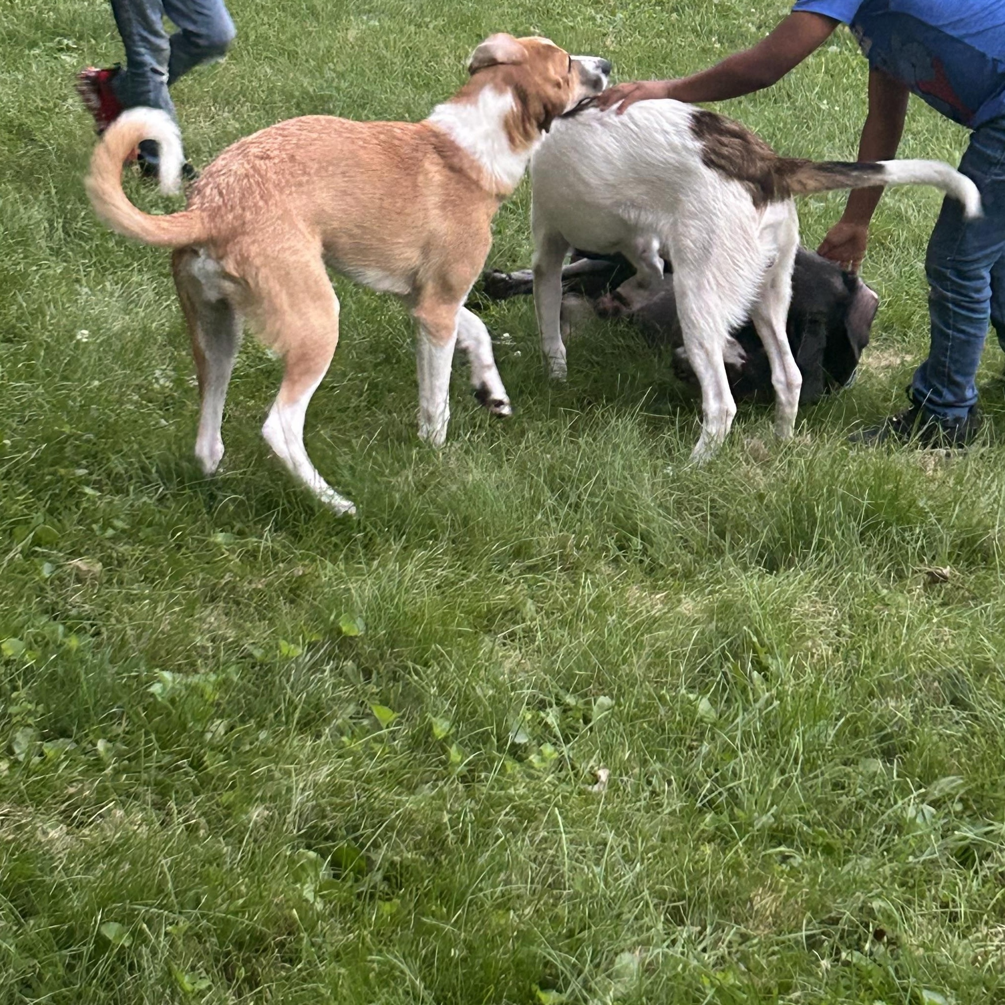 Lightning , a Adoptable mixed breed in Hindsboro, IL image 2/4