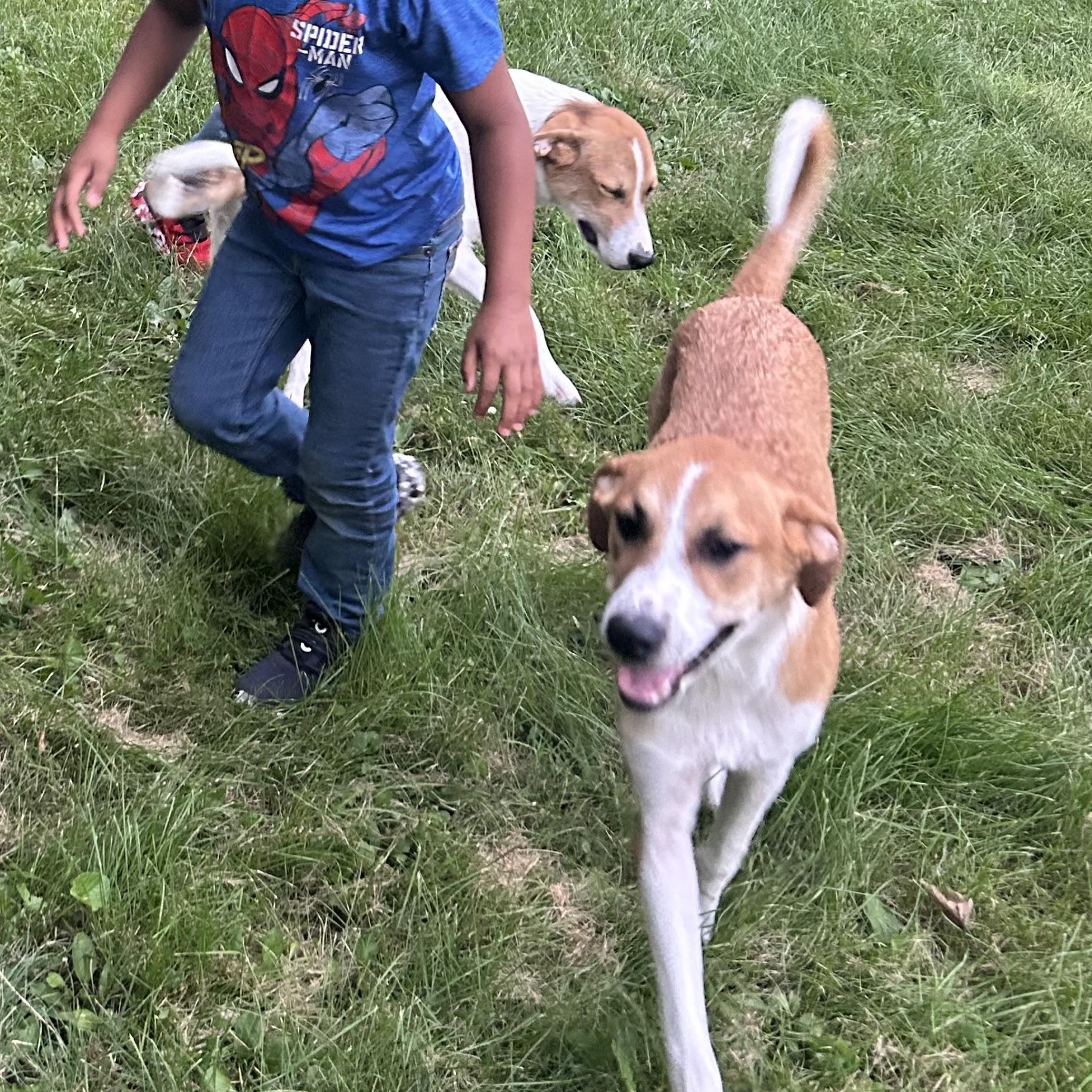 Lightning , Adoptable, Puppy Male Great Pyrenees.