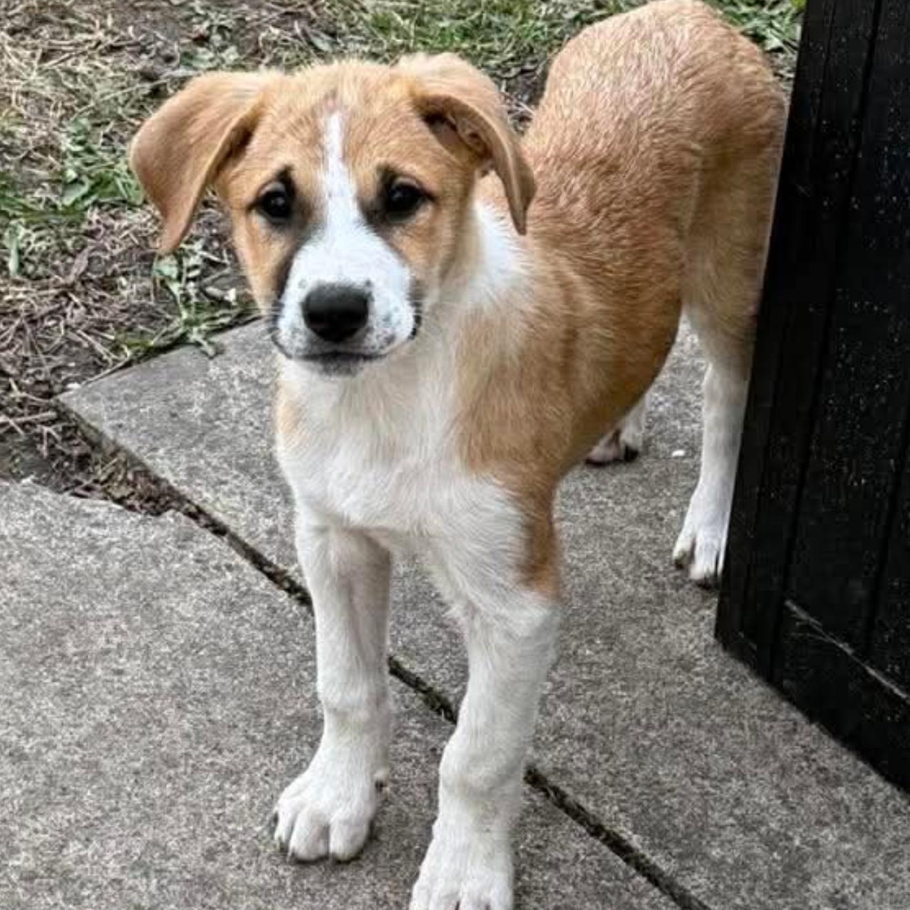 Lightning , Adoptable, Puppy Male Great Pyrenees.
