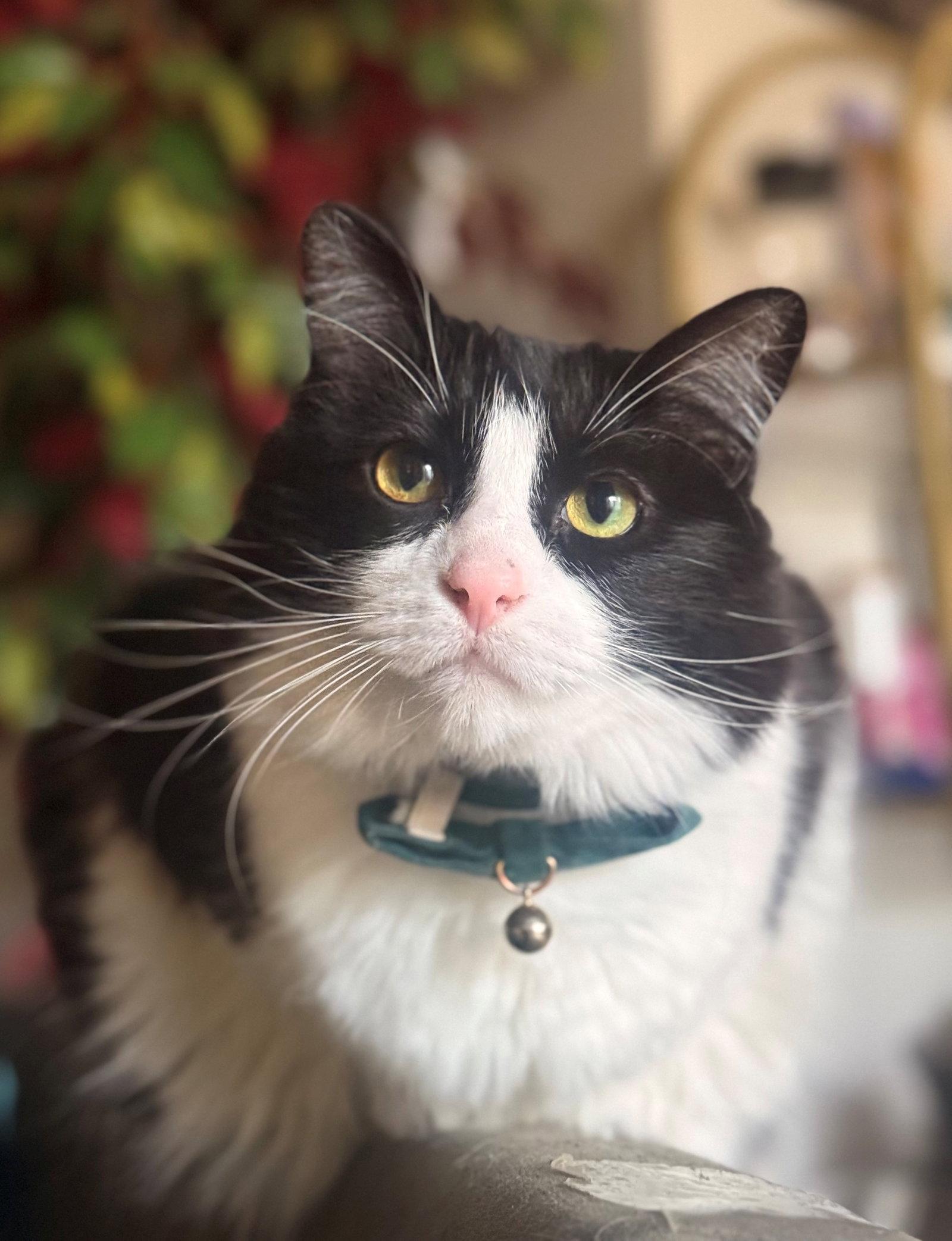 ASPER & ARI #1910 - Offered by Owner - Bonded Boys, Adopted, Adult Male Domestic Short Hair & Tuxedo.