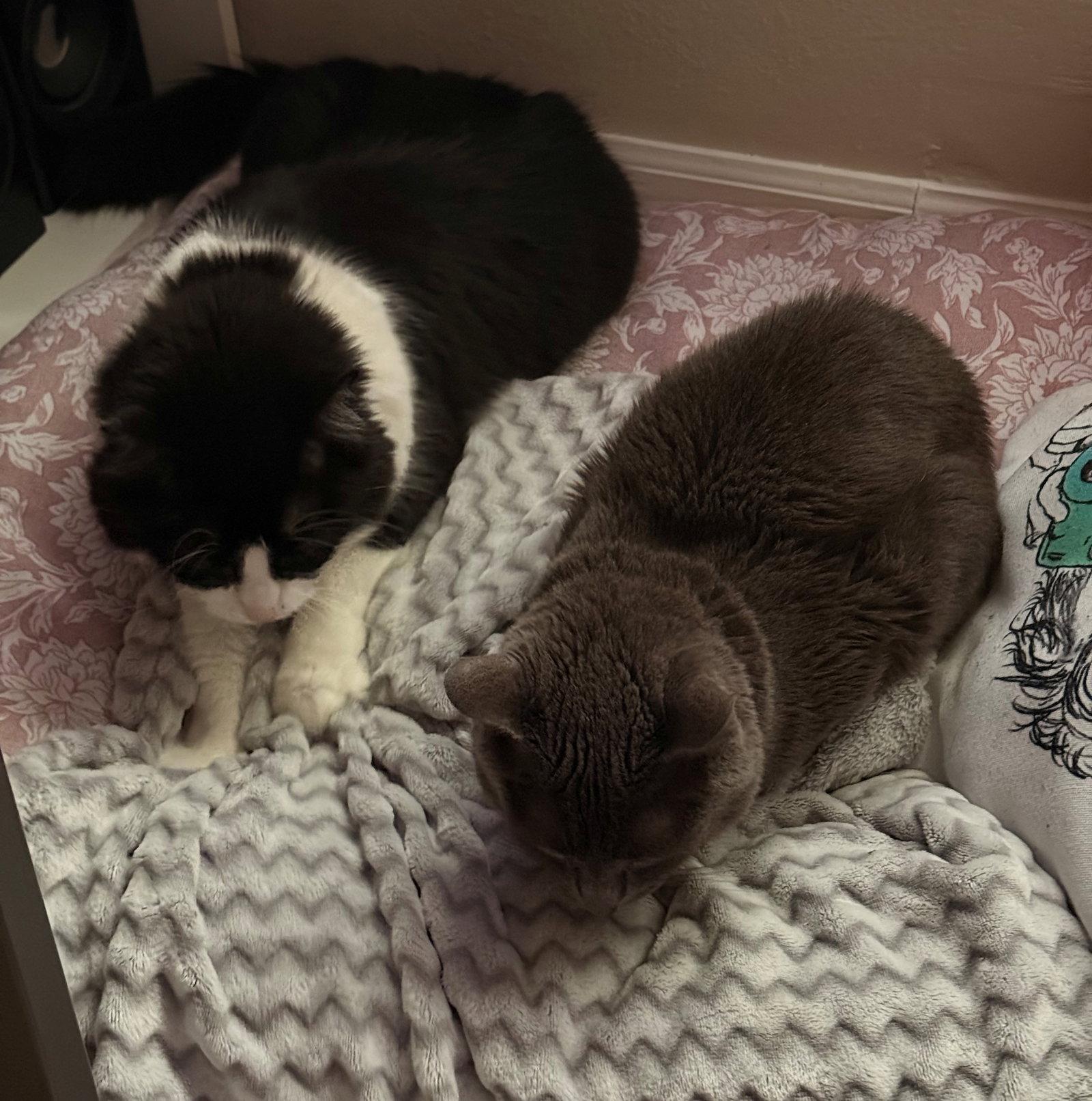 ASPER & ARI #1910 - Offered by Owner - Bonded Boys, a Adopted mixed breed in Hillsboro, OR image 3/3