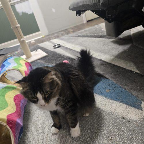 Enlarge Magpie, a Adoptable mixed breed in Knoxville, TN image 1/5