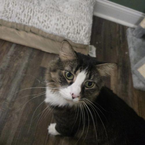 Enlarge Magpie, a Adoptable mixed breed in Knoxville, TN image 2/5