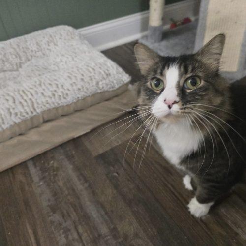 Enlarge Magpie, a Adoptable mixed breed in Knoxville, TN image 3/5