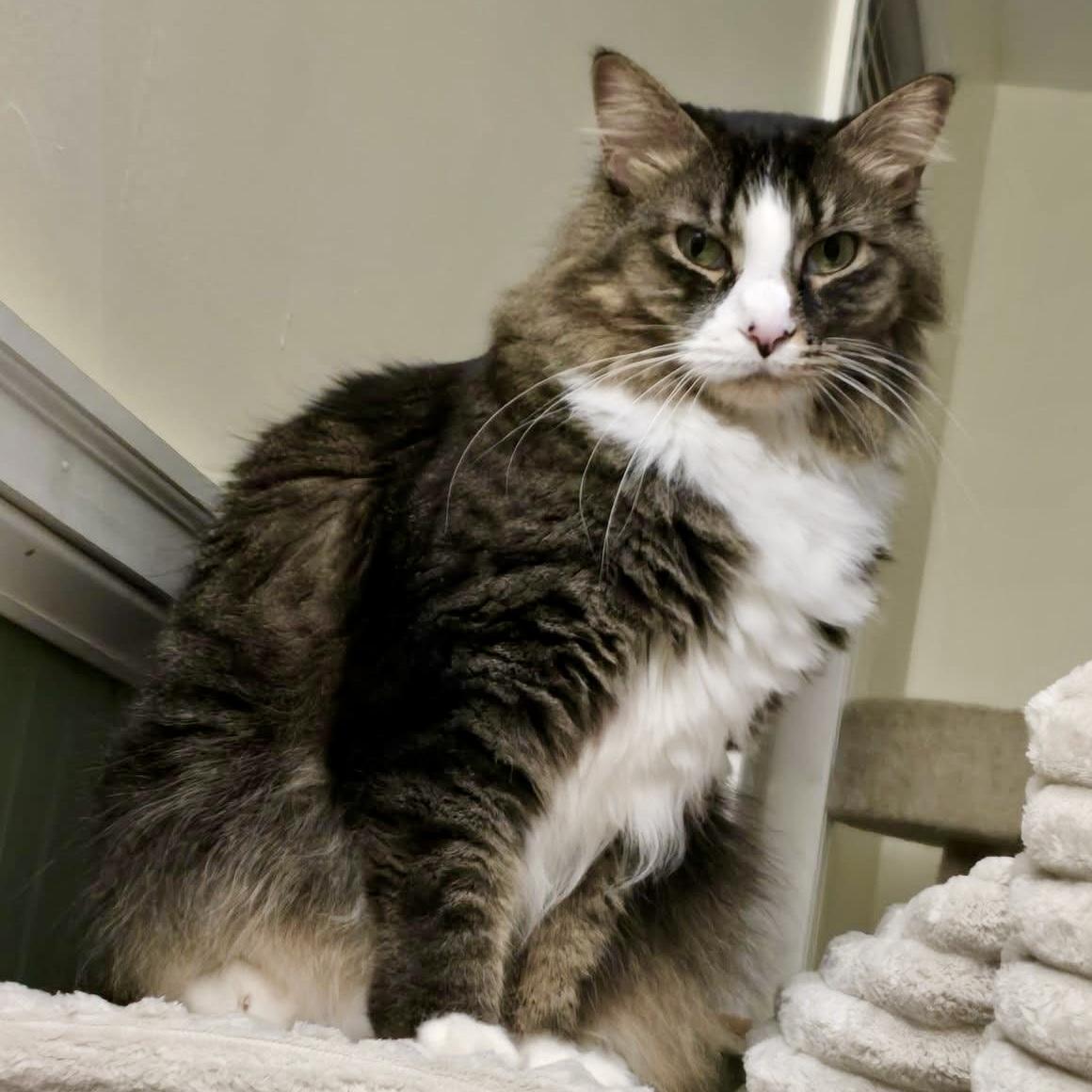 Enlarge Magpie, a Adoptable mixed breed in Knoxville, TN image 4/6