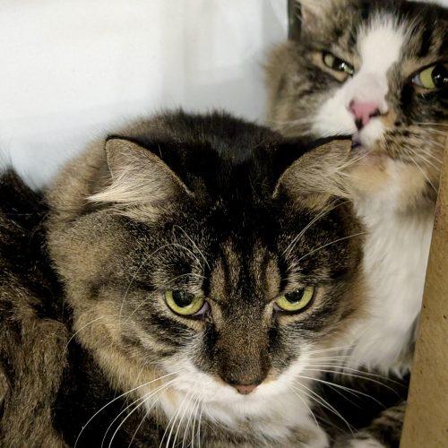 Enlarge Magpie, a Adoptable mixed breed in Knoxville, TN image 4/5