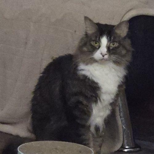 Enlarge Magpie, a Adoptable mixed breed in Knoxville, TN image 5/5