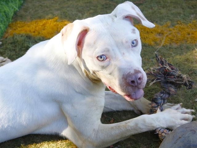 Enlarge TAMMIE, a Adoptable mixed breed in Tallahassee, FL image 1/1