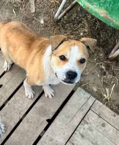 Waggles, ADOPTABLE, Young Male Bulldog.