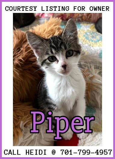 Piper - COURTESY LISTING, an adoptable Domestic Medium Hair in Valley City, ND, 58072 | Photo Image 1