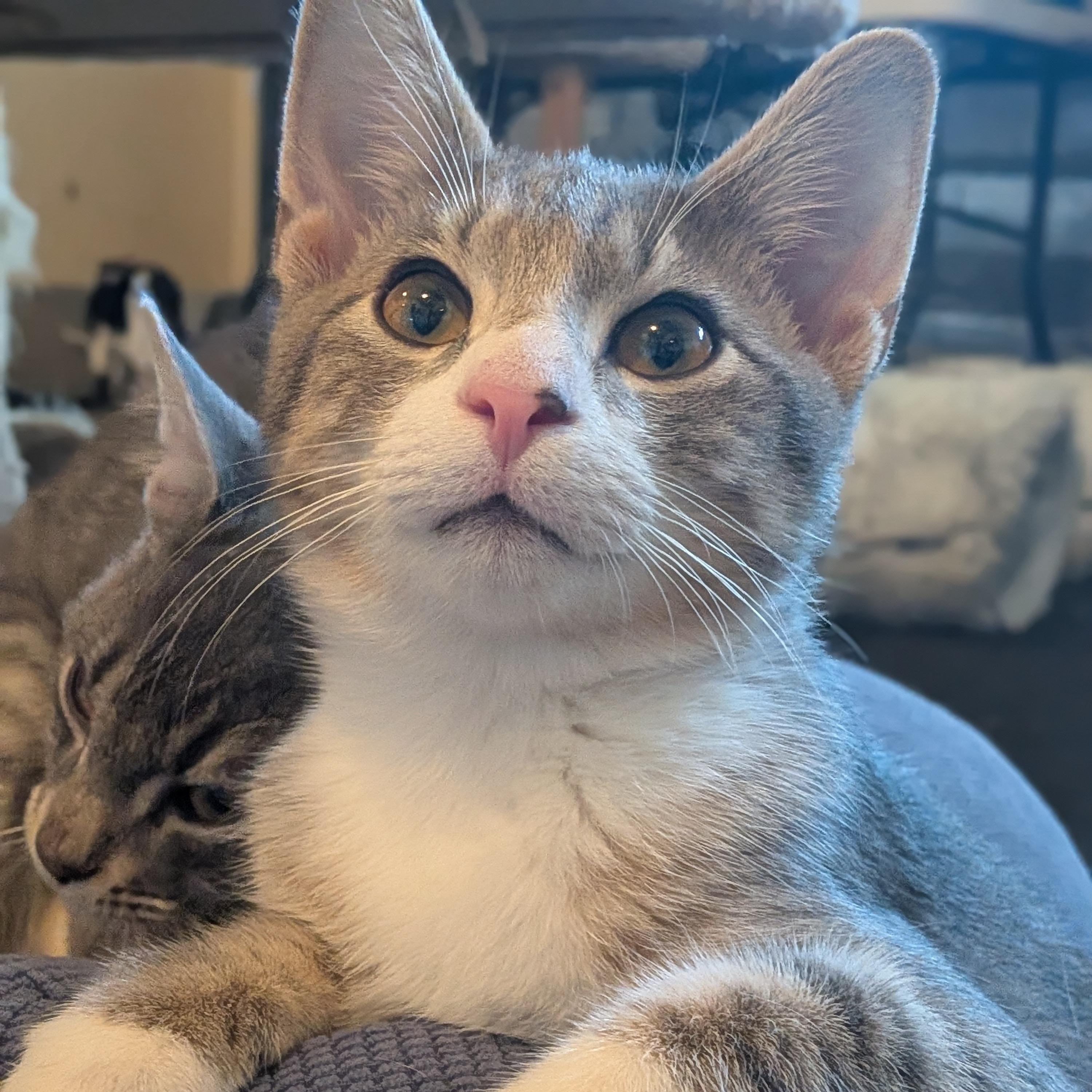 Enlarge Jalen Brunson, a Adoptable Domestic Short Hair in Newburgh, NY image 1/4