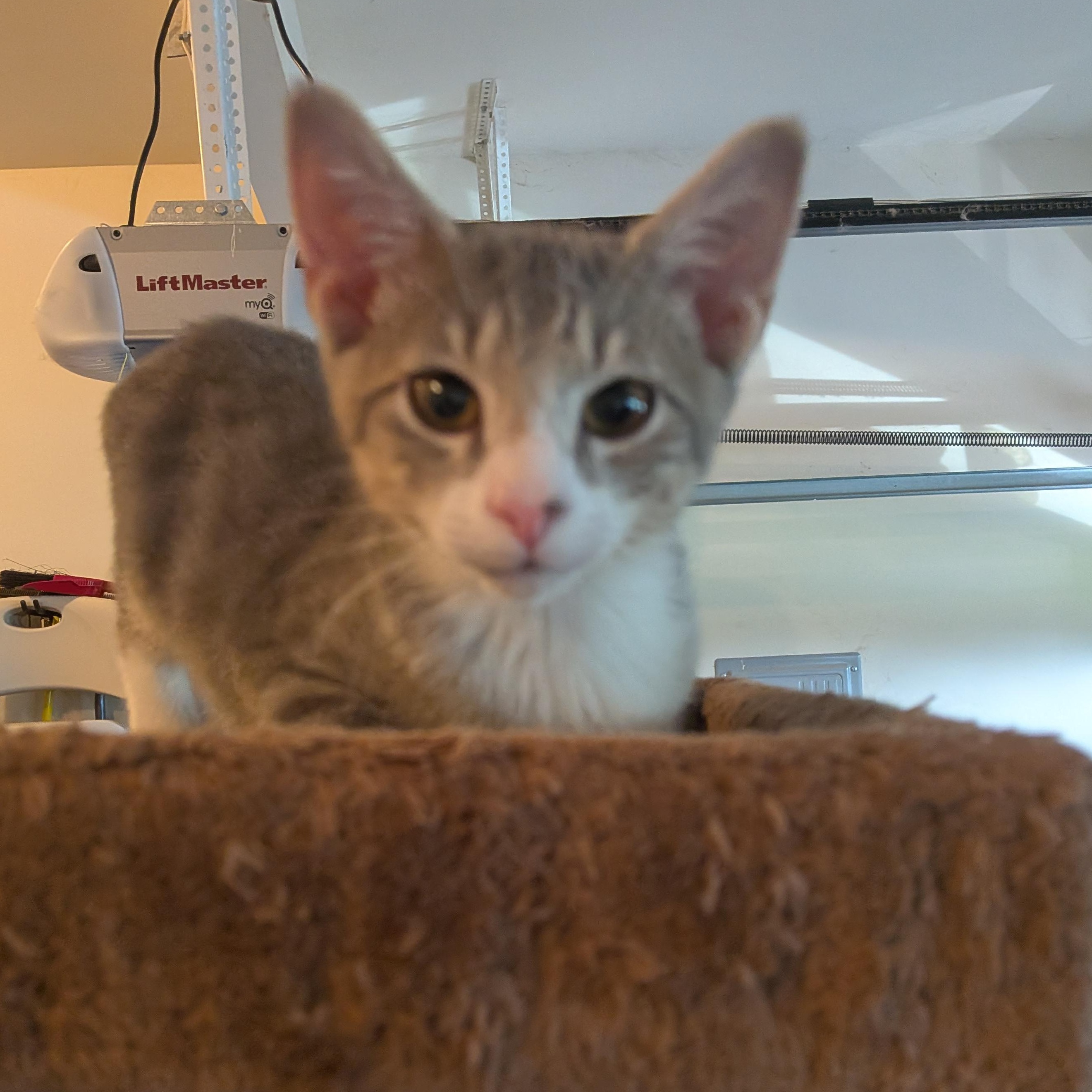 Enlarge Jalen Brunson, a Adoptable Domestic Short Hair in Newburgh, NY image 4/4