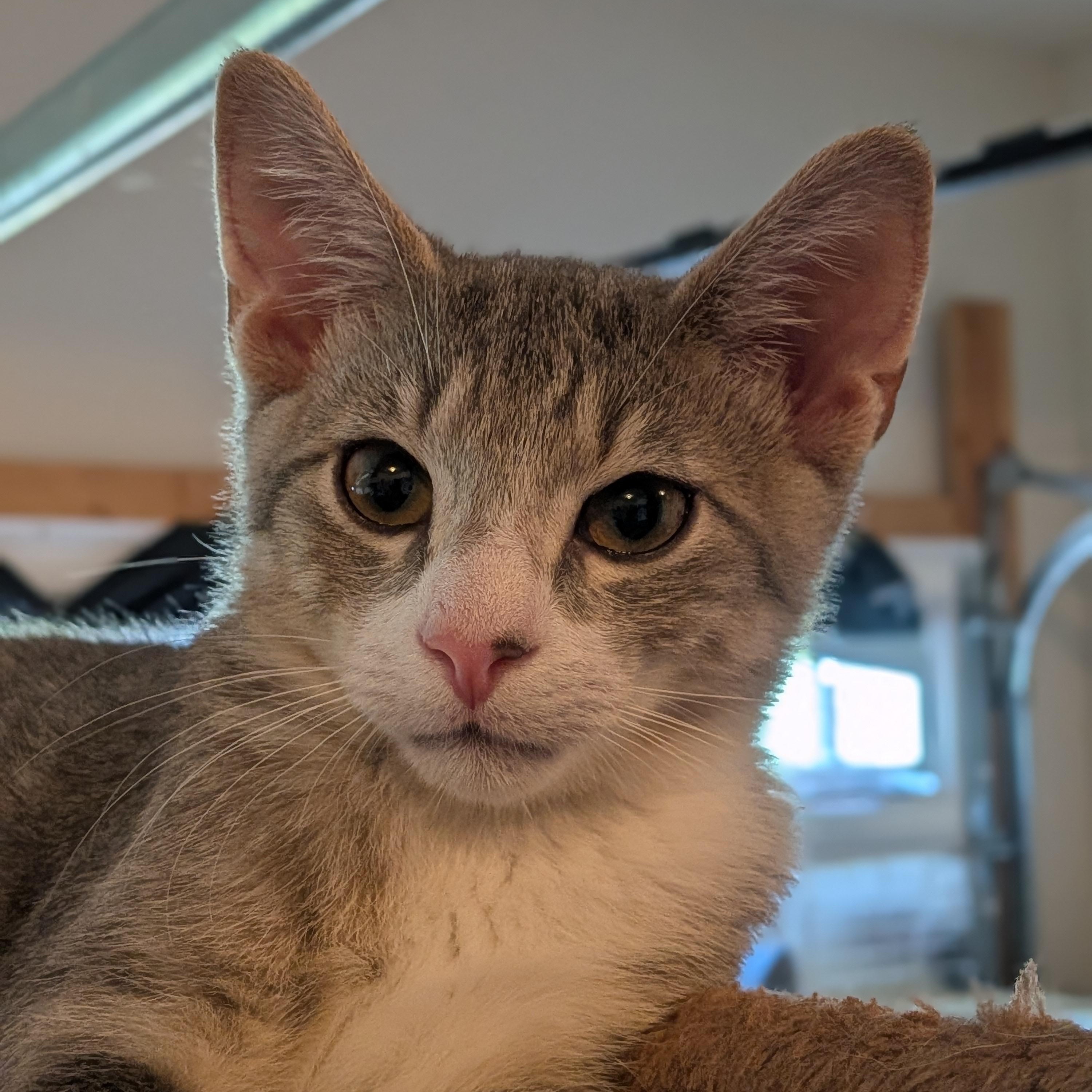 Enlarge Jalen Brunson, a Adoptable Domestic Short Hair in Newburgh, NY image 3/4