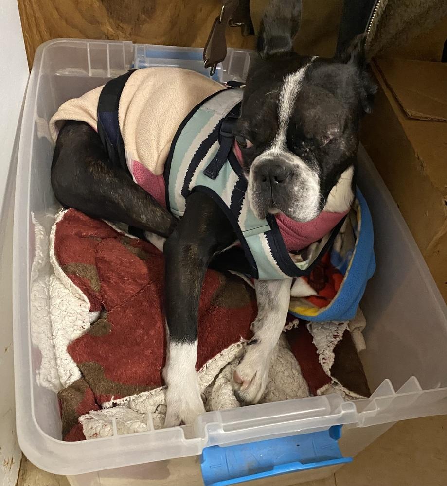 Mickie Mackie KY 4805, a Adoptable Boston Terrier in Maryville, TN image 1/6