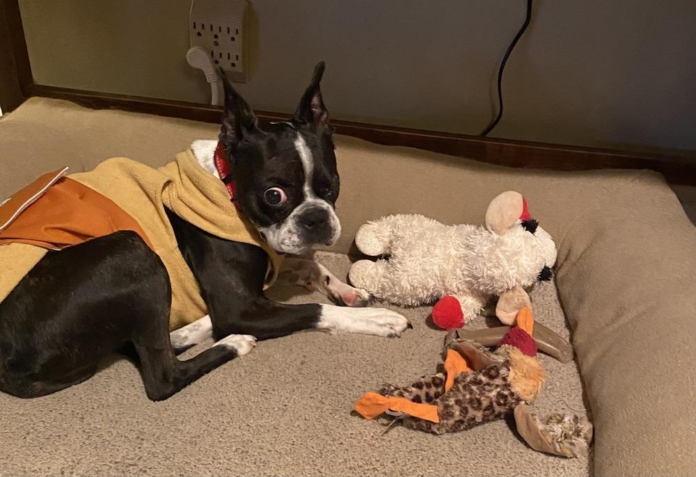 Mickie Mackie KY 4805, a Adoptable Boston Terrier in Maryville, TN image 3/6