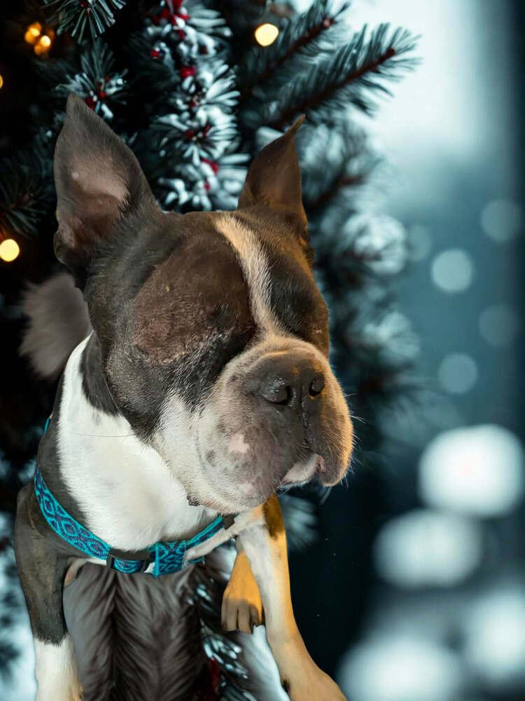 Mickie Mackie KY 4805, a Adoptable Boston Terrier in Maryville, TN image 4/6