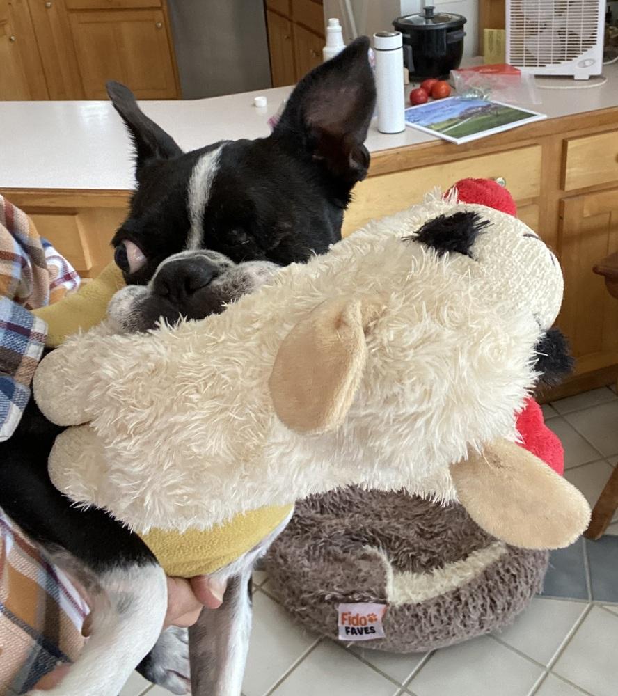 Mickie Mackie KY 4805, a Adoptable Boston Terrier in Maryville, TN image 5/6