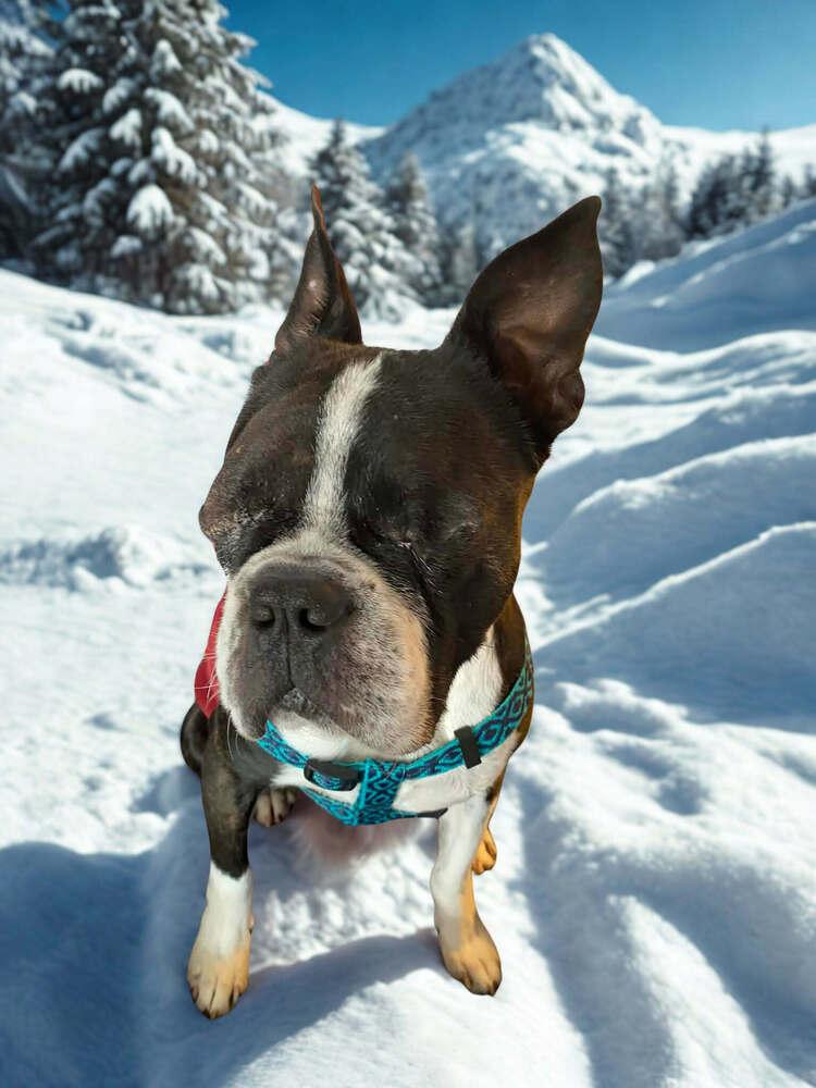 Mickie Mackie KY 4805, a Adoptable Boston Terrier in Maryville, TN image 6/6