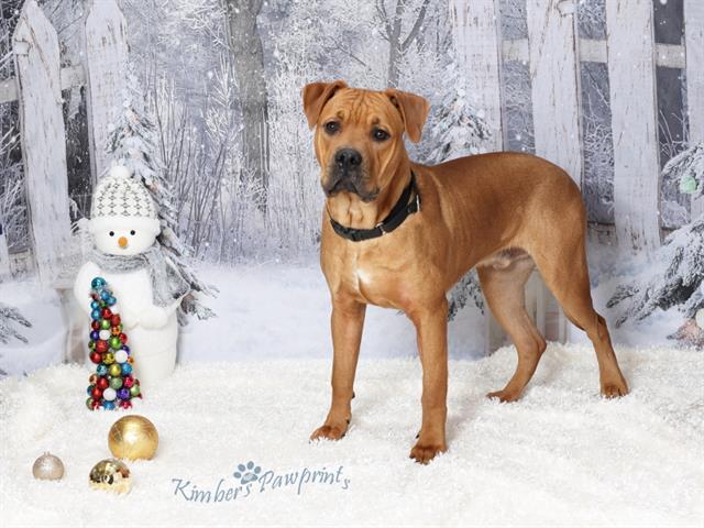RUSTY, Adoptable, Young Male Mastiff & Mixed Breed.