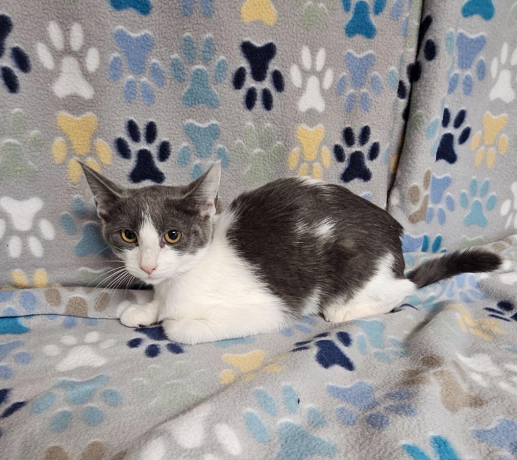 Marie / Maxine, Adoptable, Kitten Female Domestic Short Hair.