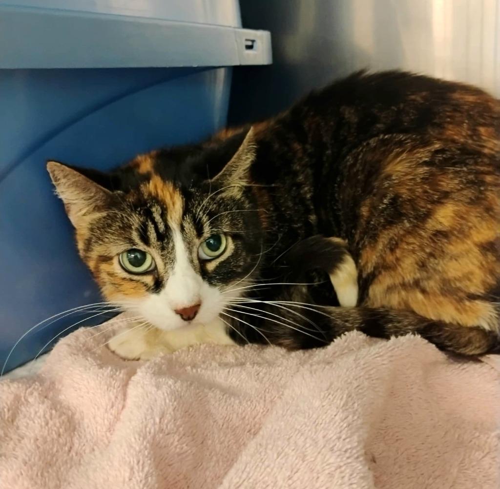 Enlarge Spooky, a Adoptable mixed breed in Sunrise Beach, MO image 1/1