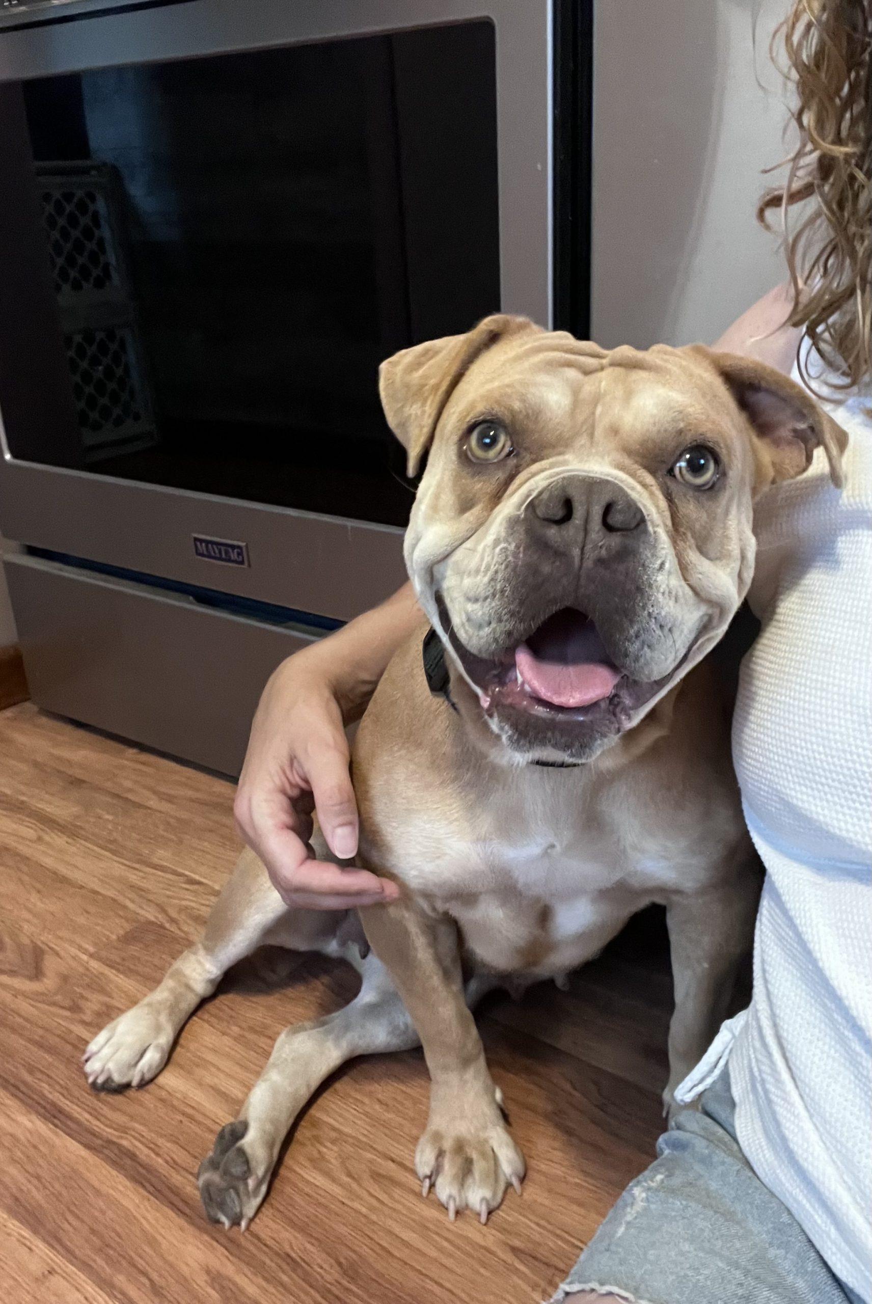 Enlarge Olive, a Adoptable English Bulldog in Chicago, IL image 1/6