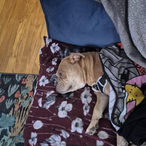 Enlarge Olive, a Adoptable English Bulldog in Chicago, IL image 2/6