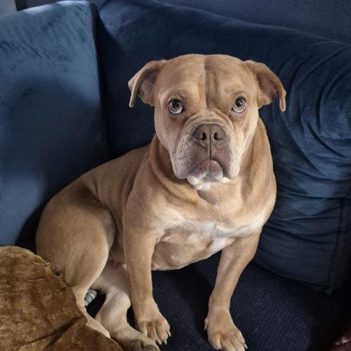 Enlarge Olive, a Adoptable English Bulldog in Chicago, IL image 1/5