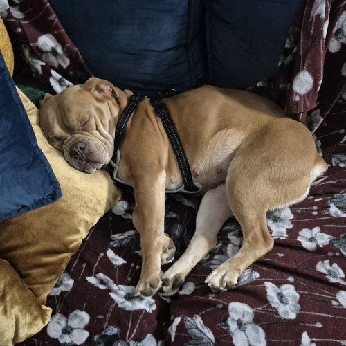 Enlarge Olive, a Adoptable English Bulldog in Chicago, IL image 3/6