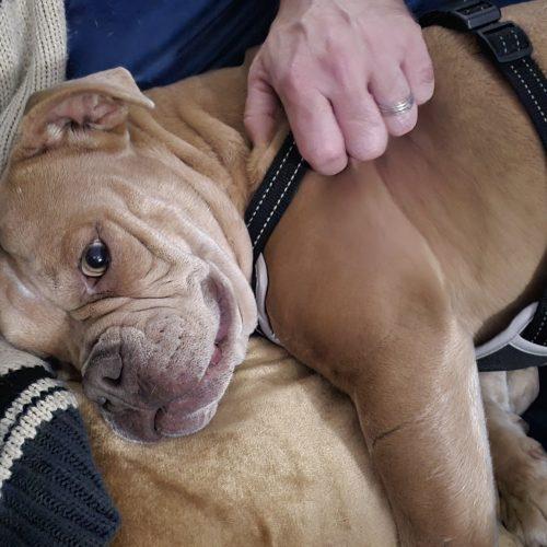 Enlarge Olive, a Adoptable English Bulldog in Chicago, IL image 4/6