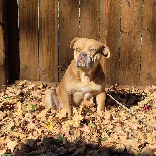 Enlarge Olive, a Adoptable English Bulldog in Chicago, IL image 4/5