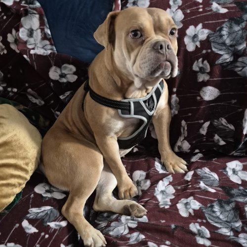 Enlarge Olive, a Adoptable English Bulldog in Chicago, IL image 5/6