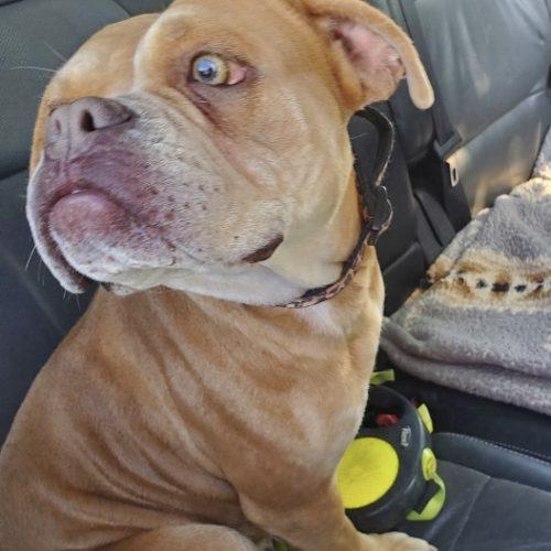 Enlarge Olive, a Adoptable English Bulldog in Chicago, IL image 6/6