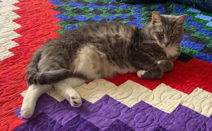 Enlarge Sara, a Adoptable Tabby in Kirkwood, DE image 2/2