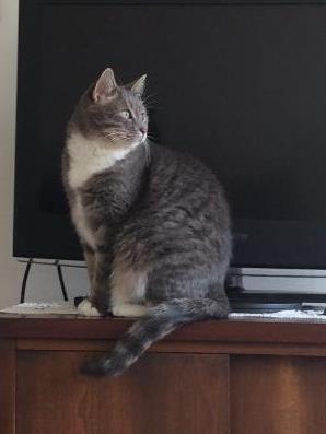 Sara, Adoptable, Adult Female Tabby.