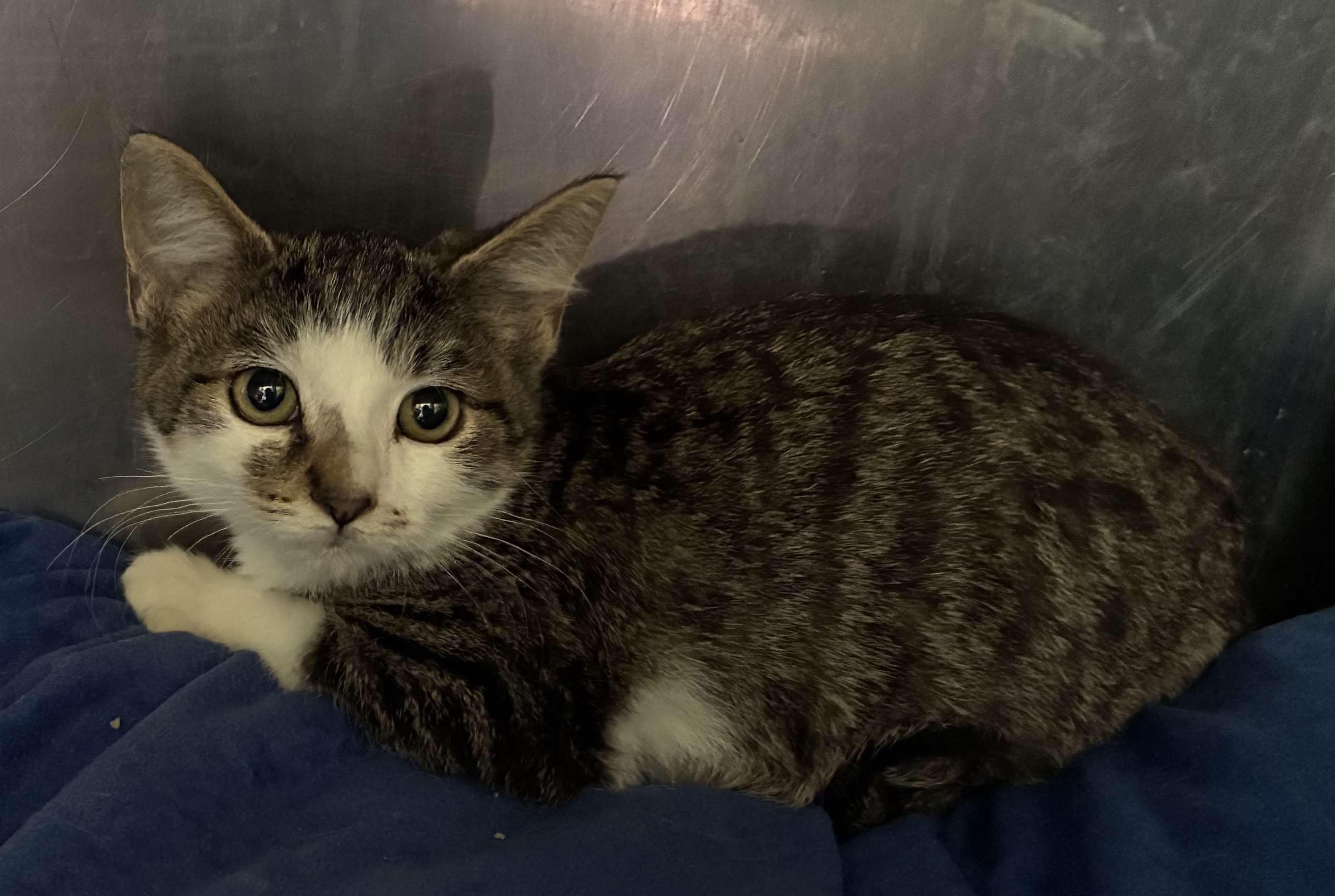 Quinn, Adoptable, Kitten Female Domestic Short Hair & Tabby.