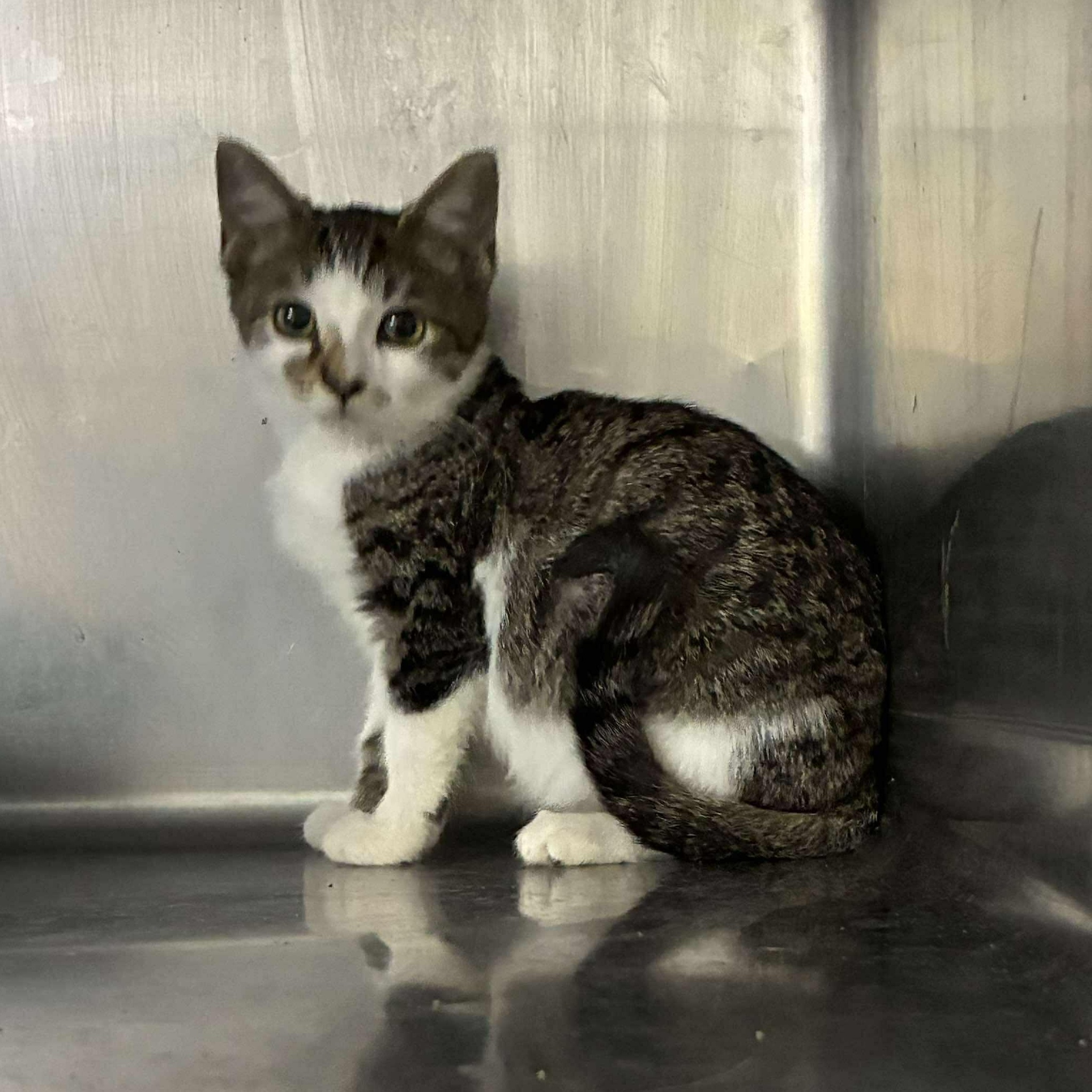 Quinn, a Adoptable mixed breed in Petersburg, IL image 3/3