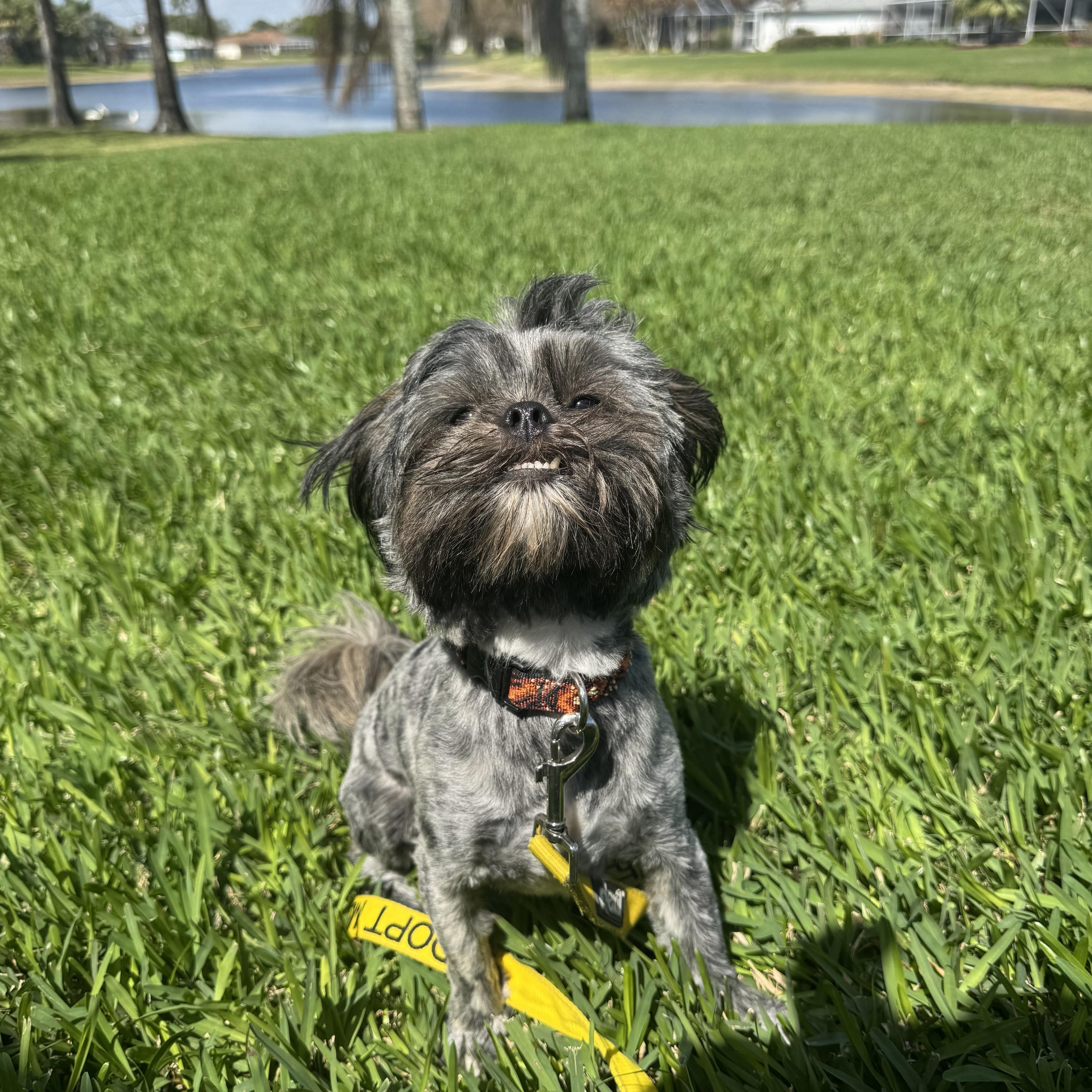 Enlarge Snorkel , a ADOPTABLE Shih Tzu in vero beach, FL image 4/6