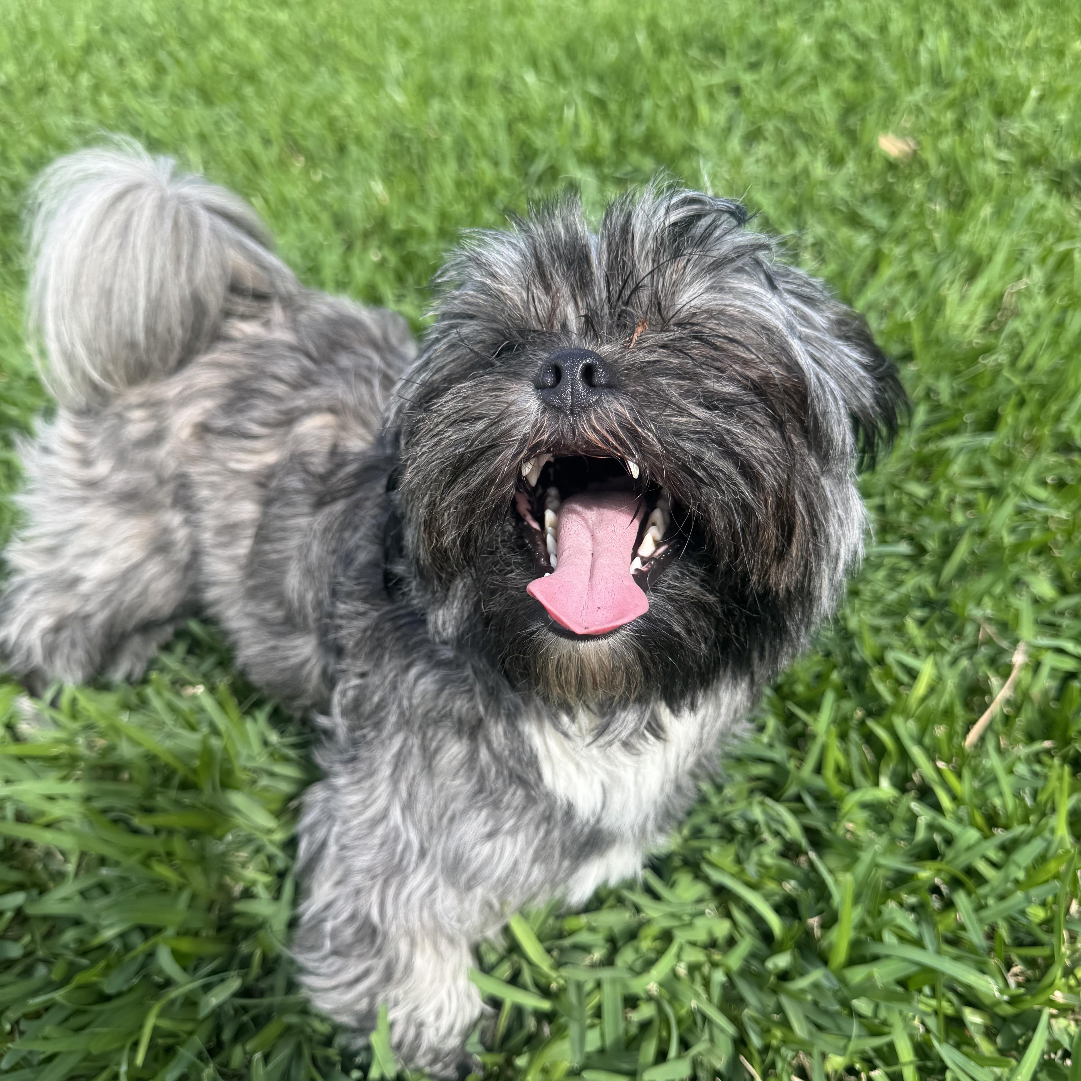 Enlarge Snorkel , a ADOPTABLE Shih Tzu in vero beach, FL image 1/6