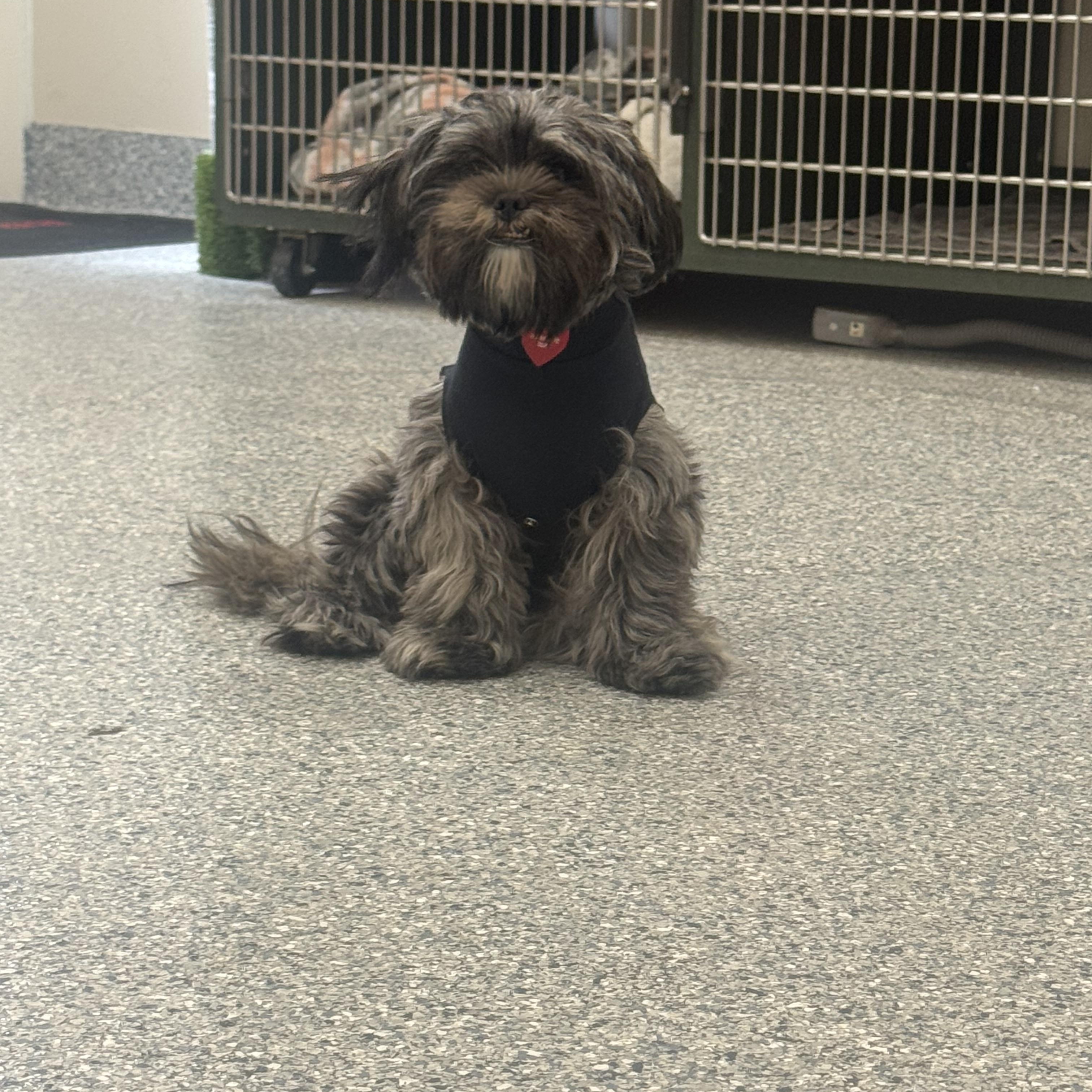 Enlarge Snorkel , a ADOPTABLE Shih Tzu in vero beach, FL image 5/6