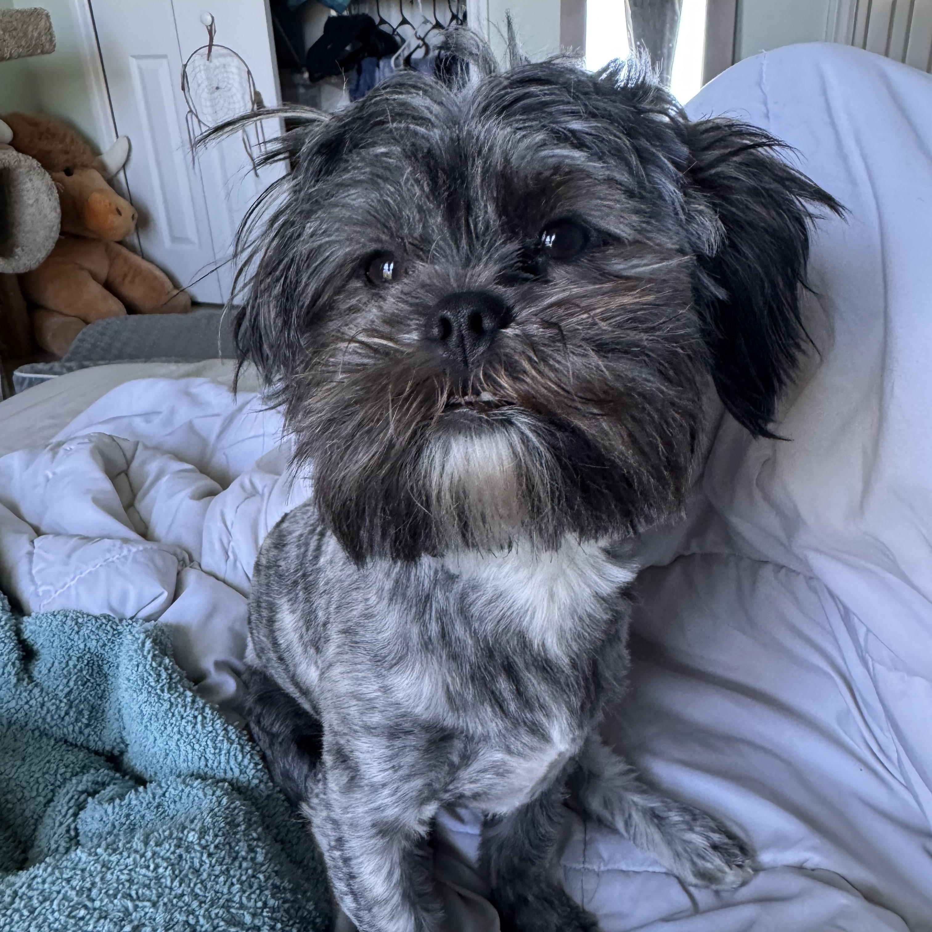 Enlarge Snorkel , a ADOPTABLE Shih Tzu in vero beach, FL image 6/6