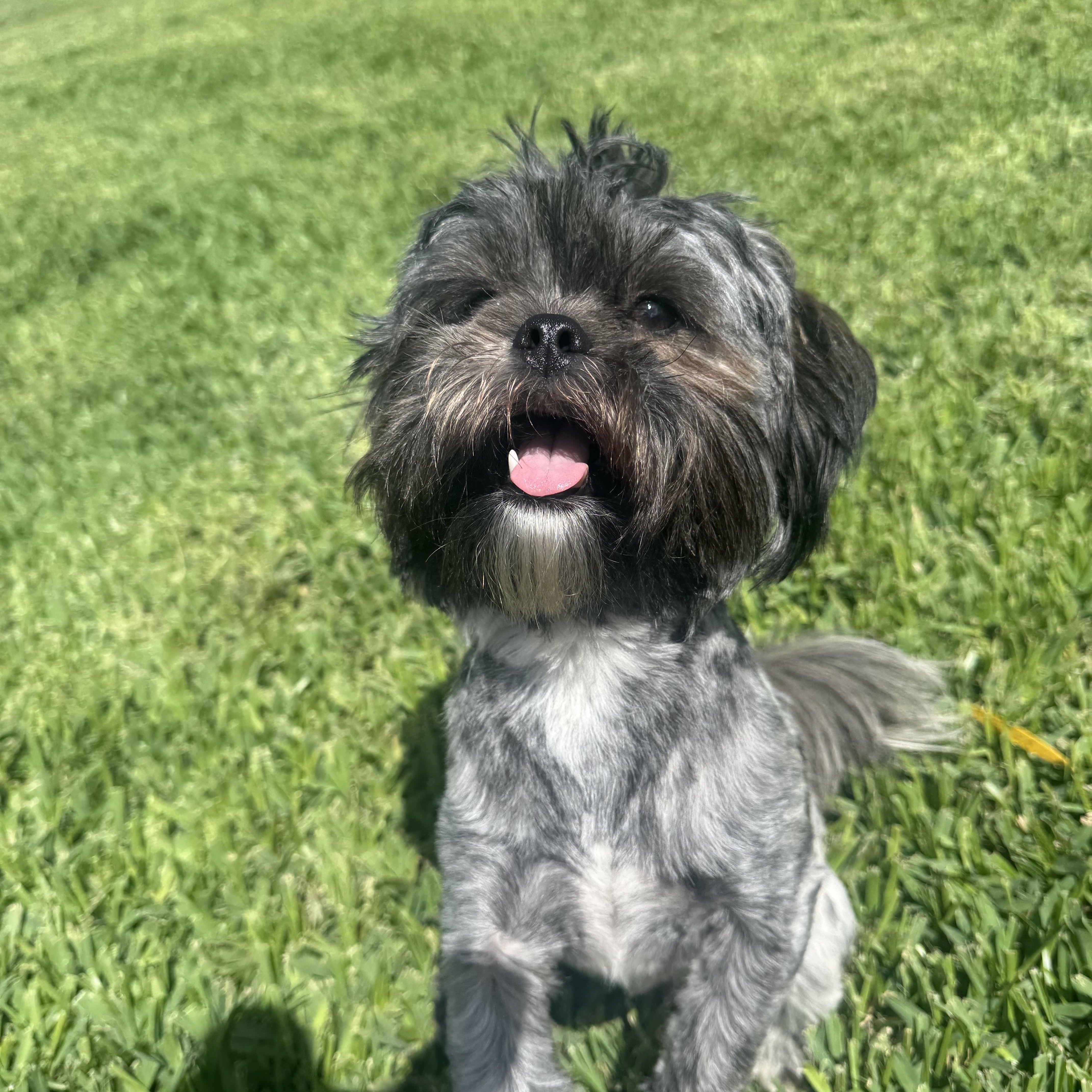 Enlarge Snorkel , a ADOPTABLE Shih Tzu in vero beach, FL image 3/6