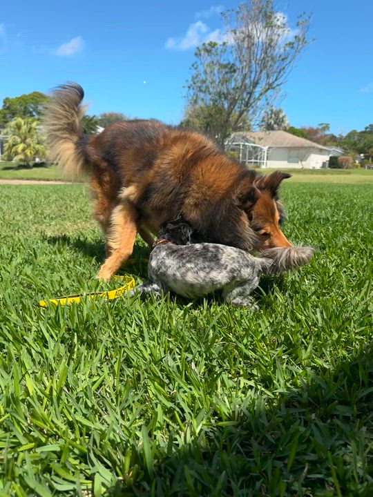 Enlarge Snorkel , a ADOPTABLE Shih Tzu in vero beach, FL video 2/6