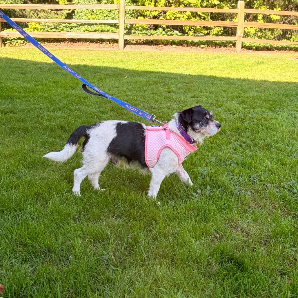 Rodeo, Adoptable, Adult Male Parson Russell Terrier & Mixed Breed.