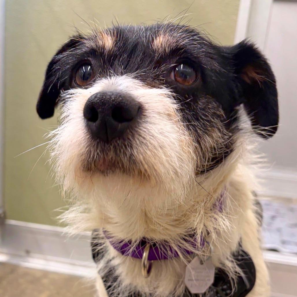 Enlarge Rodeo, a Adoptable mixed breed in Woodinville, WA image 2/6