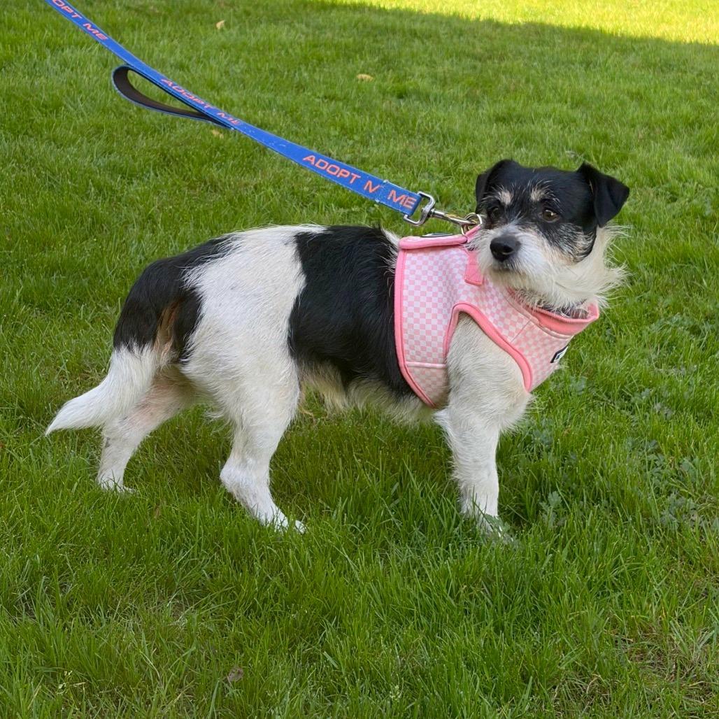 Enlarge Rodeo, a Adoptable mixed breed in Woodinville, WA image 3/6