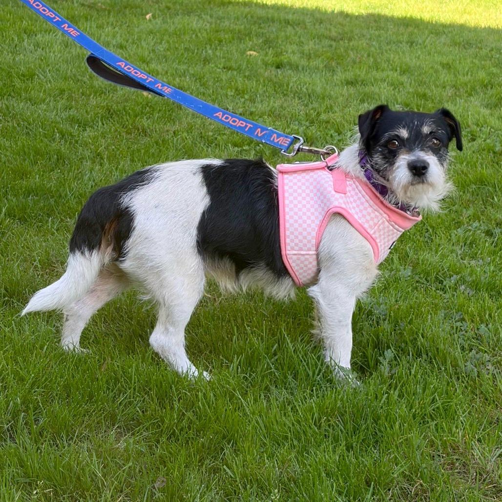 Enlarge Rodeo, a Adoptable mixed breed in Woodinville, WA image 4/6