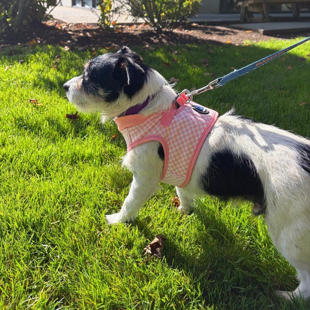 Enlarge Rodeo, a Adoptable mixed breed in Woodinville, WA image 5/6