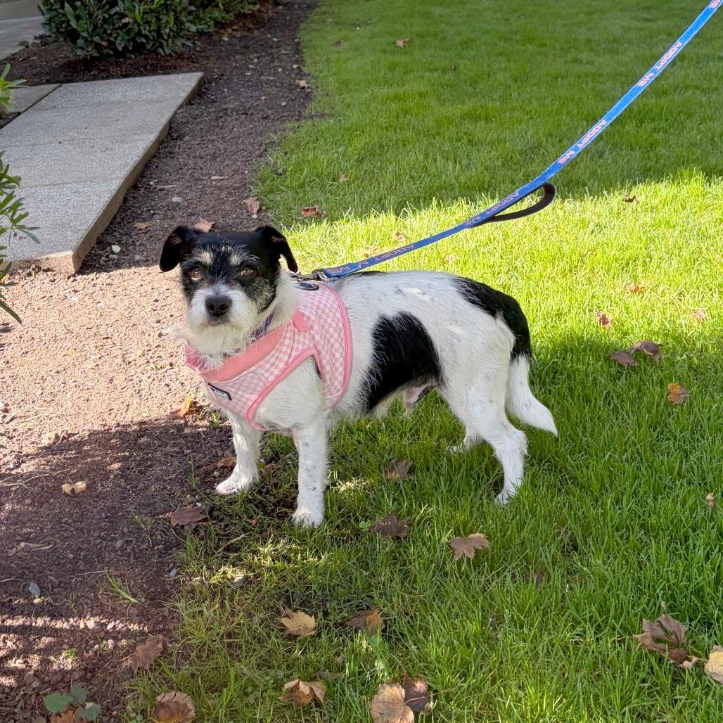 Enlarge Rodeo, a Adoptable mixed breed in Woodinville, WA image 6/6