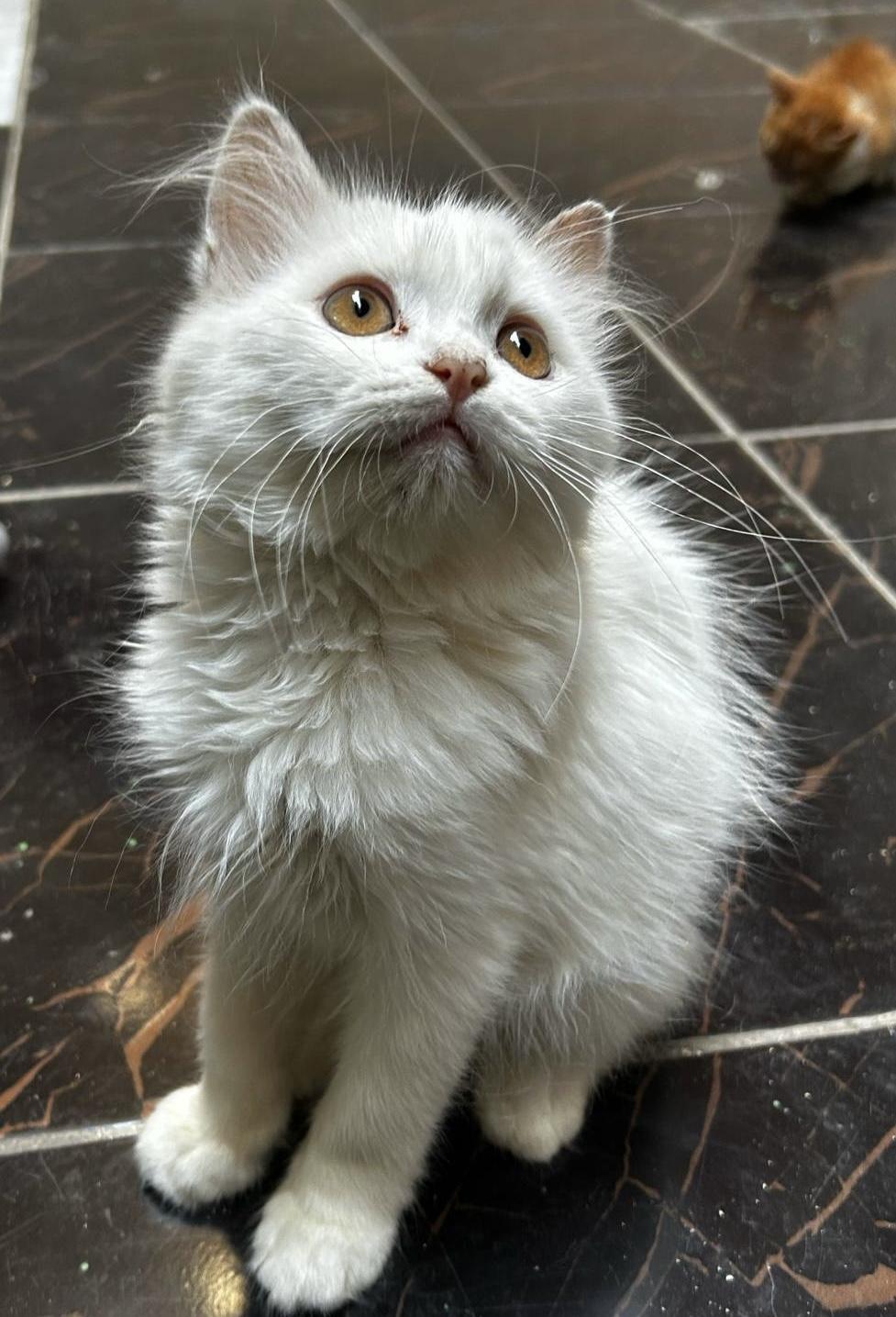 Tona- 3months, Baby Female unknown
